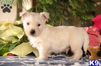 West Highland White Terrier Puppies