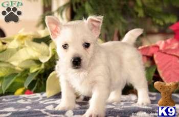 West Highland White Terrier Puppies