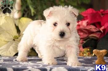 West Highland White Terrier Puppies
