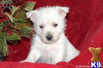 Puppies in PA
