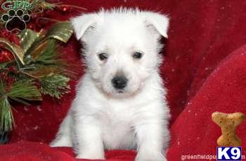 Puppies in PA