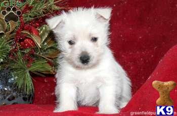 West Highland White Terrier Puppies