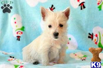 West Highland White Terrier Puppies