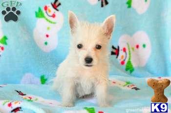 West Highland White Terrier Puppies