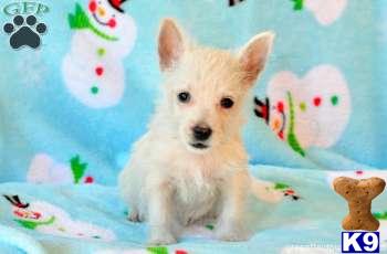 West Highland White Terrier Puppies