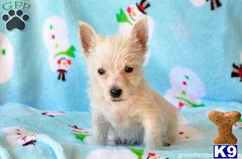 West Highland White Terrier Puppies