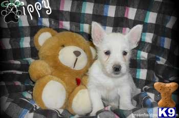 West Highland White Terrier Puppies