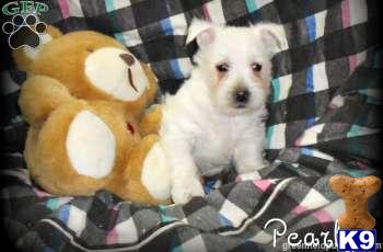 West Highland White Terrier Puppies