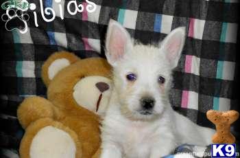 West Highland White Terrier Puppies