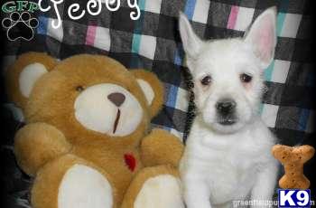 West Highland White Terrier Puppies