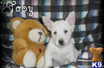 West Highland White Terrier Puppies
