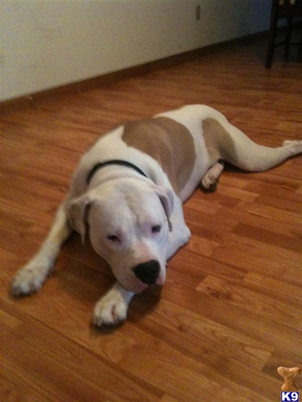 Stud Dogs - American Bulldog