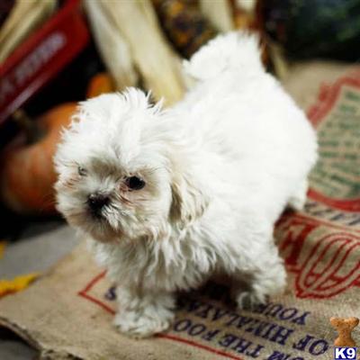 Lhasa Apso Puppies for Sale
