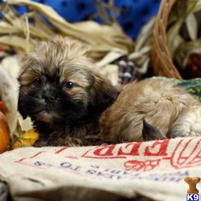 Lhasa Apso Puppies for Sale