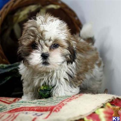 Lhasa Apso Puppies for Sale