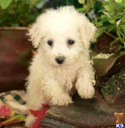 Bichon Frise Puppies for Sale