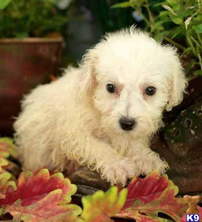 Bichon Frise Puppies for Sale