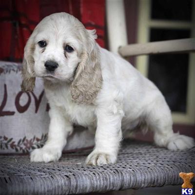 Cocker Spaniel Puppies for Sale