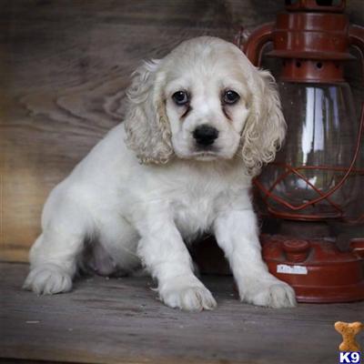 Cocker Spaniel Puppies for Sale