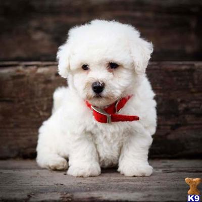 Bichon Frise Puppies for Sale