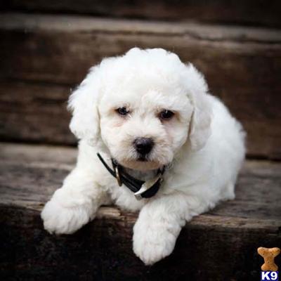 Bichon Frise Puppies for Sale