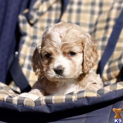 Cocker Spaniel Puppies for Sale