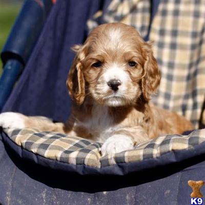Cocker Spaniel Puppies for Sale