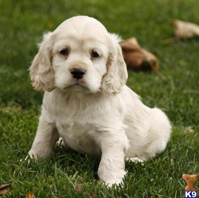 Cocker Spaniel Puppies for Sale
