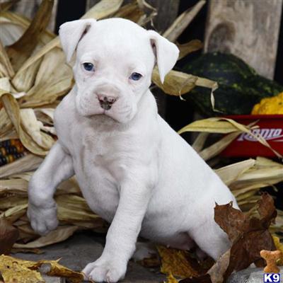 Boxer Puppies for Sale