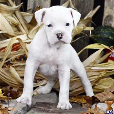 Boxer Puppies for Sale