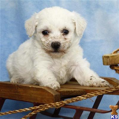 Bichon Frise Puppies for Sale