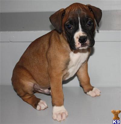Boxer Puppies for Sale