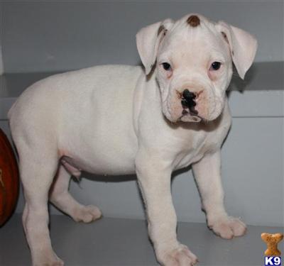Boxer Puppies for Sale