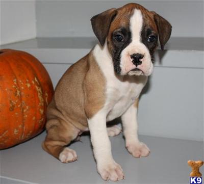 Boxer Puppies for Sale