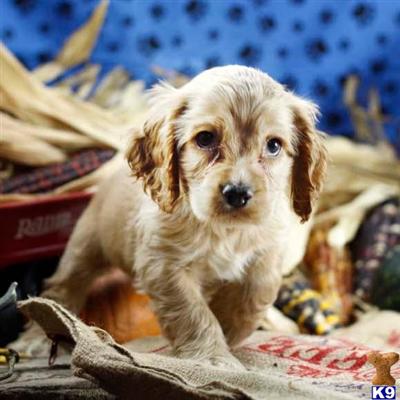 Cocker Spaniel Puppies for Sale