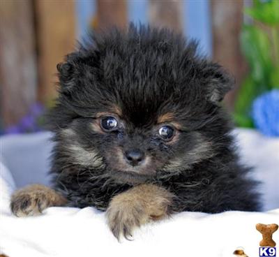 Pomeranian Puppies for Sale