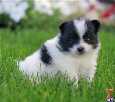 Pomeranian Puppies for Sale