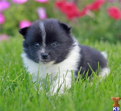Pomeranian Puppies for Sale