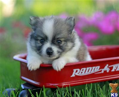 Pomeranian Puppies for Sale
