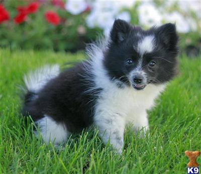 Pomeranian Puppies for Sale
