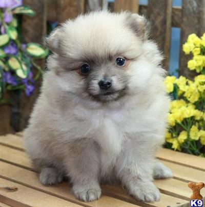 Pomeranian Puppies for Sale