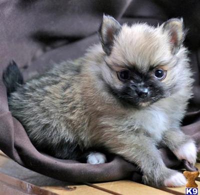 Pomeranian Puppies for Sale
