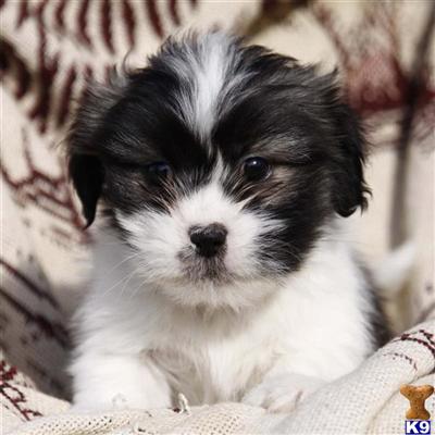 Lhasa Apso Puppies for Sale
