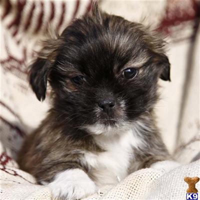 Lhasa Apso Puppies for Sale