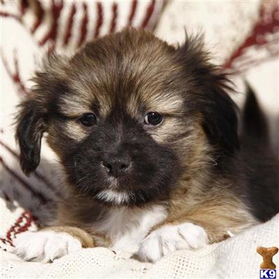 Lhasa Apso Puppies for Sale
