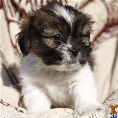 Lhasa Apso Puppies for Sale