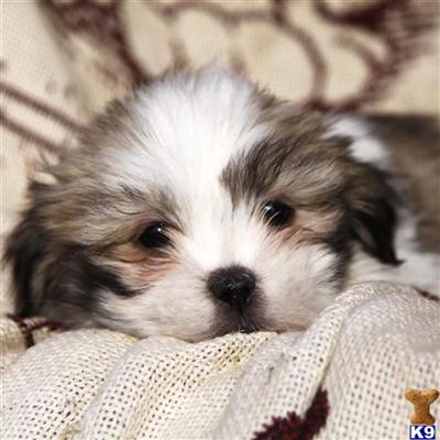 Lhasa Apso Puppies for Sale