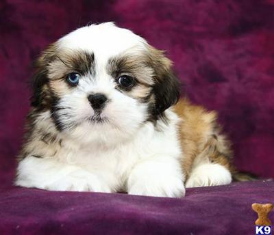 Shih Tzu Puppies for Sale