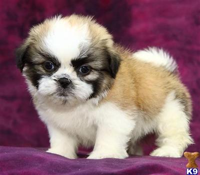 Shih Tzu Puppies for Sale