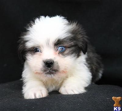 Lhasa Apso Puppies for Sale